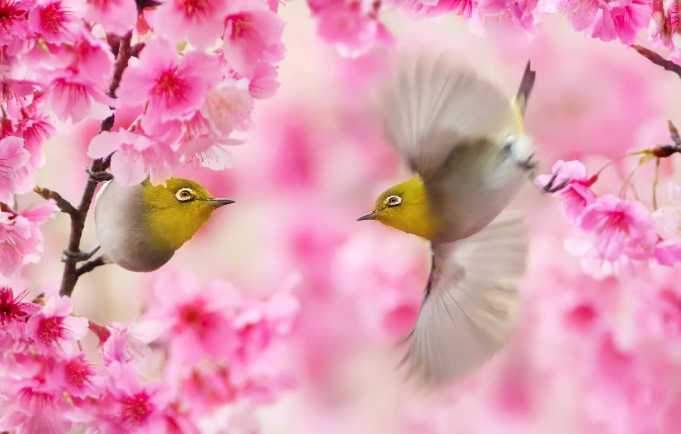 Фото обои ветки, весна, сакура, Тайвань, птички, парочка, белоглазка, FuYi Chen, белый глаз