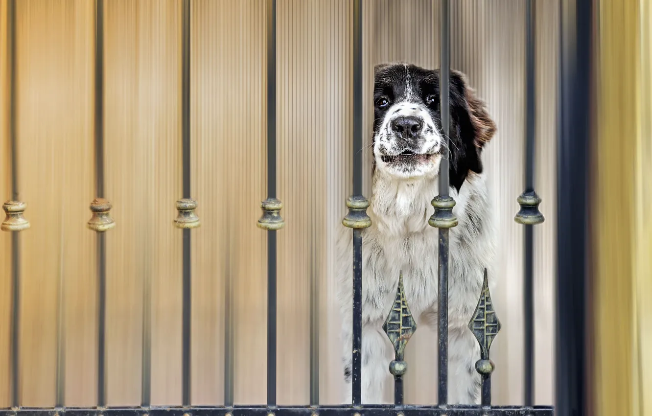 Фото обои забор, собака, пёс