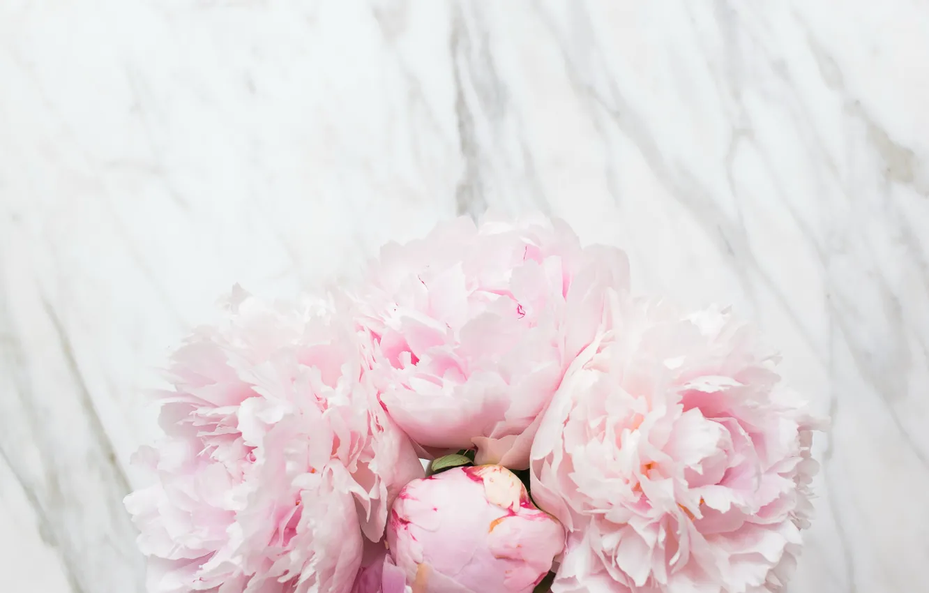 Фото обои цветы, букет, мрамор, pink, flowers, пионы, peonies, tender, marble