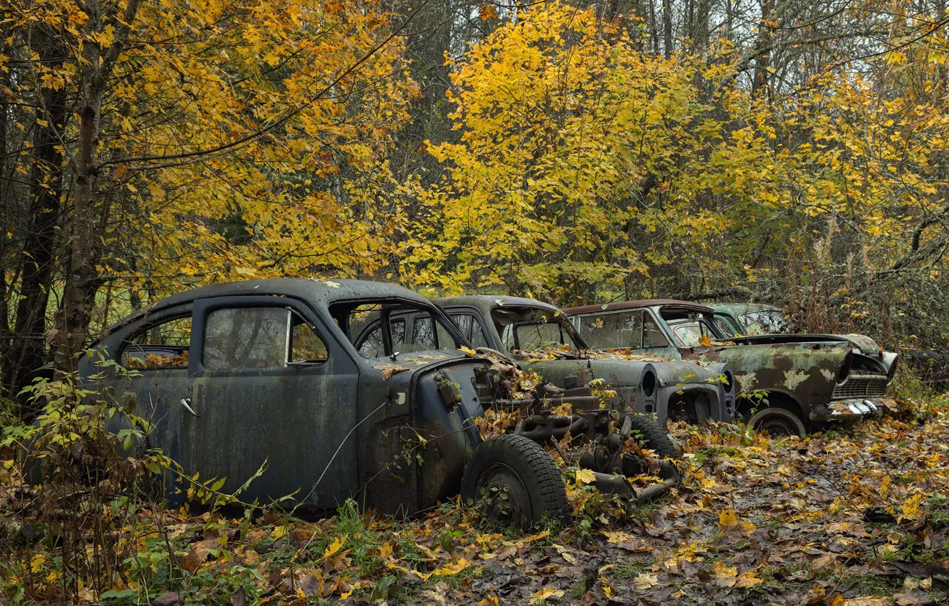 Фото обои осень, лес, машины