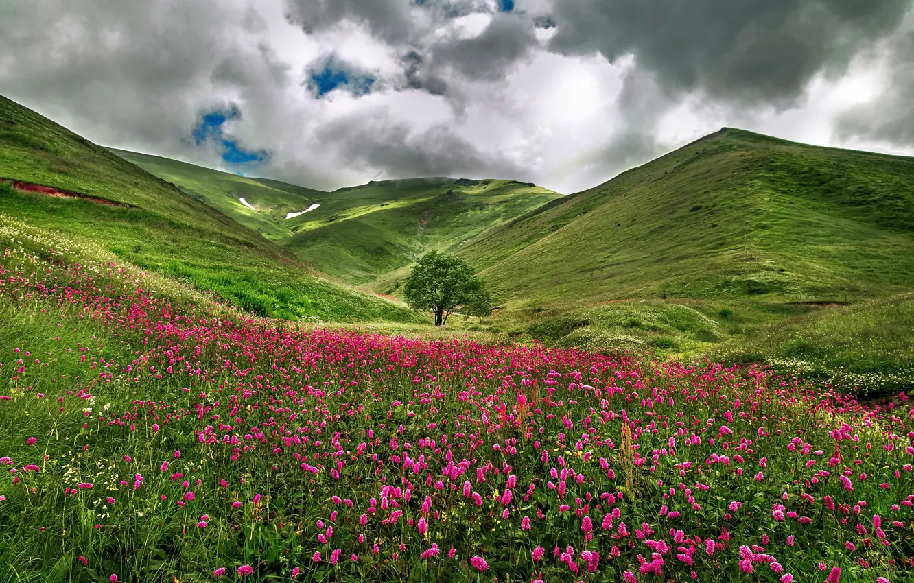 Фото обои поле, цветы, природа, холмы