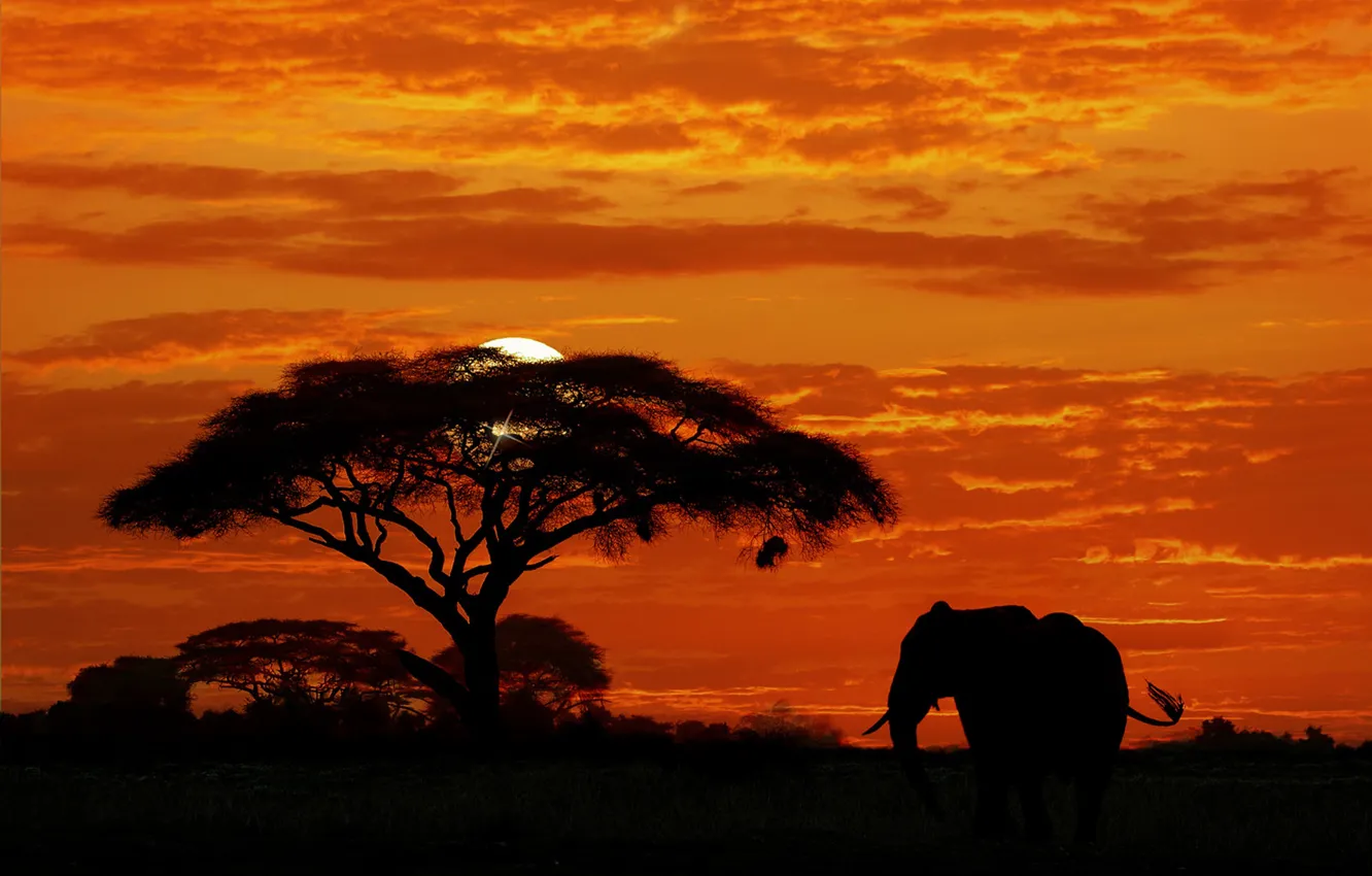 Фото обои небо, закат, дерево, слон, силуэт, Африка