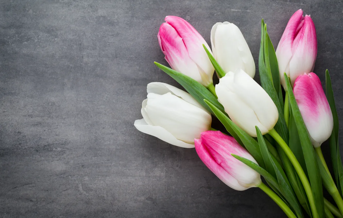 Фото обои цветы, букет, тюльпаны, розовые, white, белые, fresh, pink, flowers, beautiful, tulips, spring