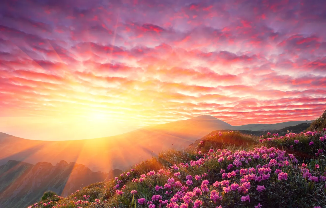 Фото обои солнце, лучи, закат, цветы, горы