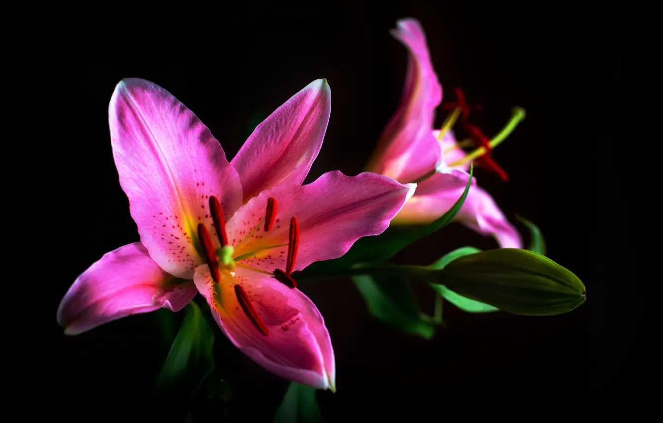 Фото обои природа, лилия, лепестки