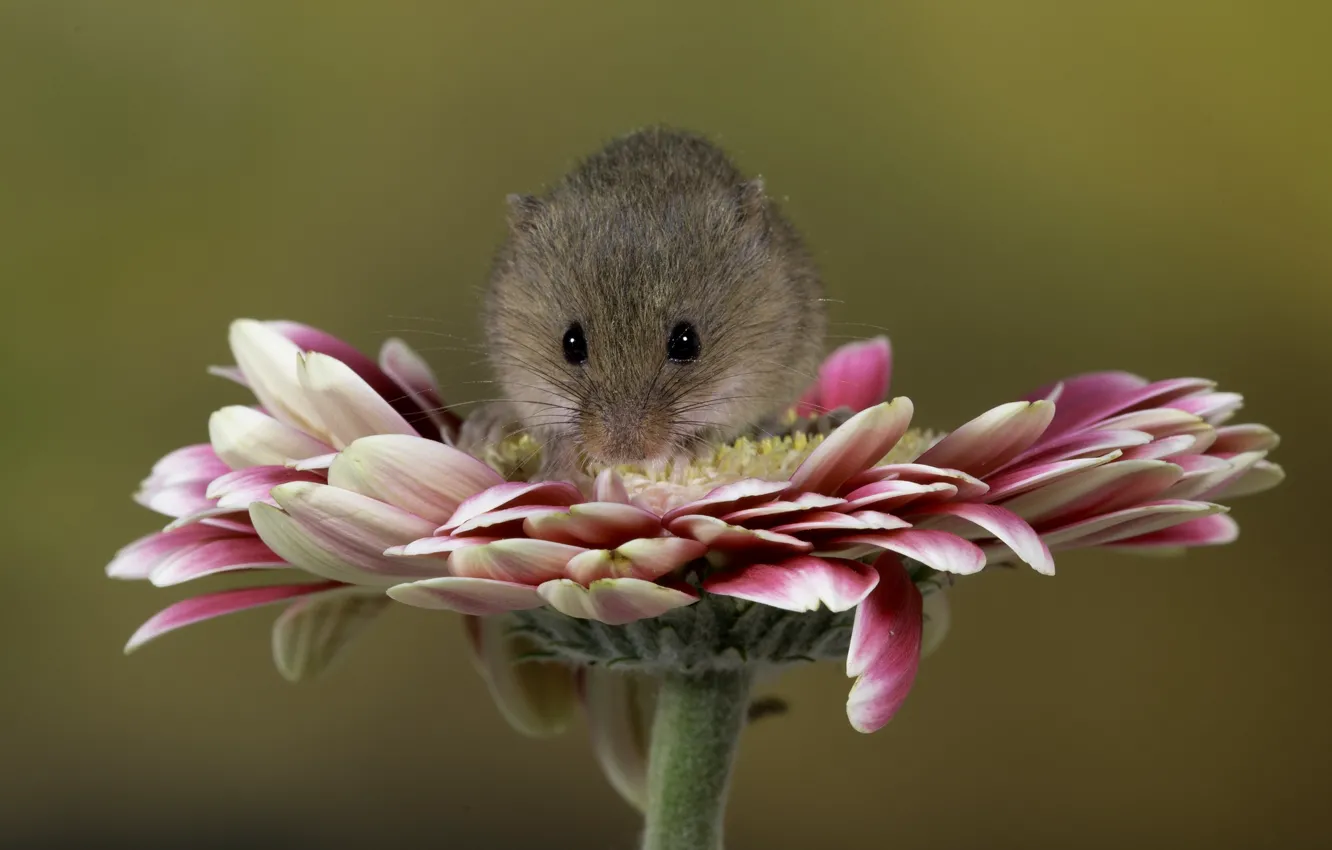Фото обои цветы, мышь, хвостик