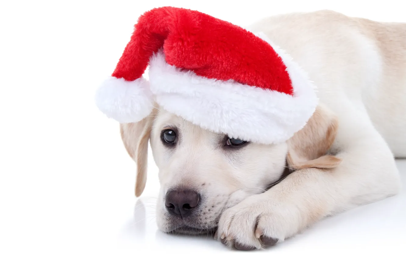 Фото обои собака, Новый Год, Рождество, лабрадор, Christmas, dog, колпак, 2018, Merry Christmas, Xmas, funny, cute, decoration, …