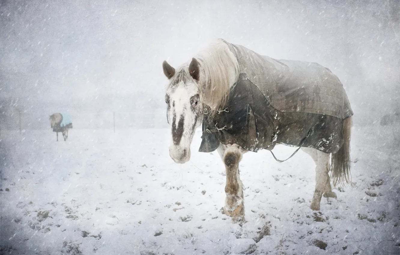 Фото обои холод, зима, снег, конь