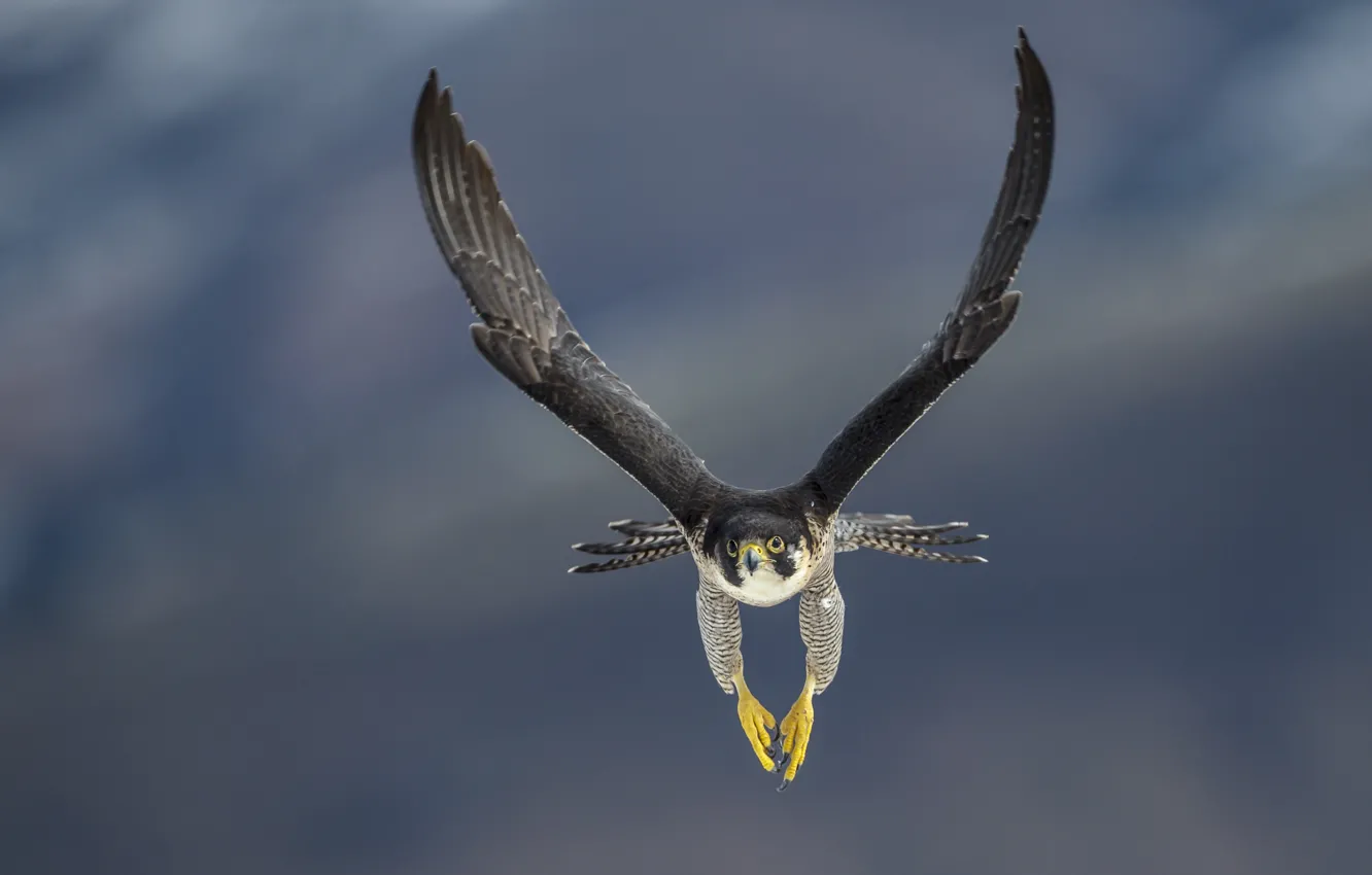 Фото обои bird, flight, predator, falcon. 