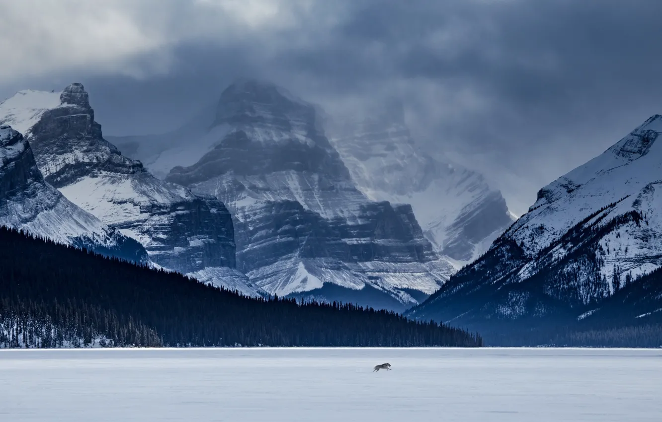 Фото обои лес, горы, озеро, волк, Канада