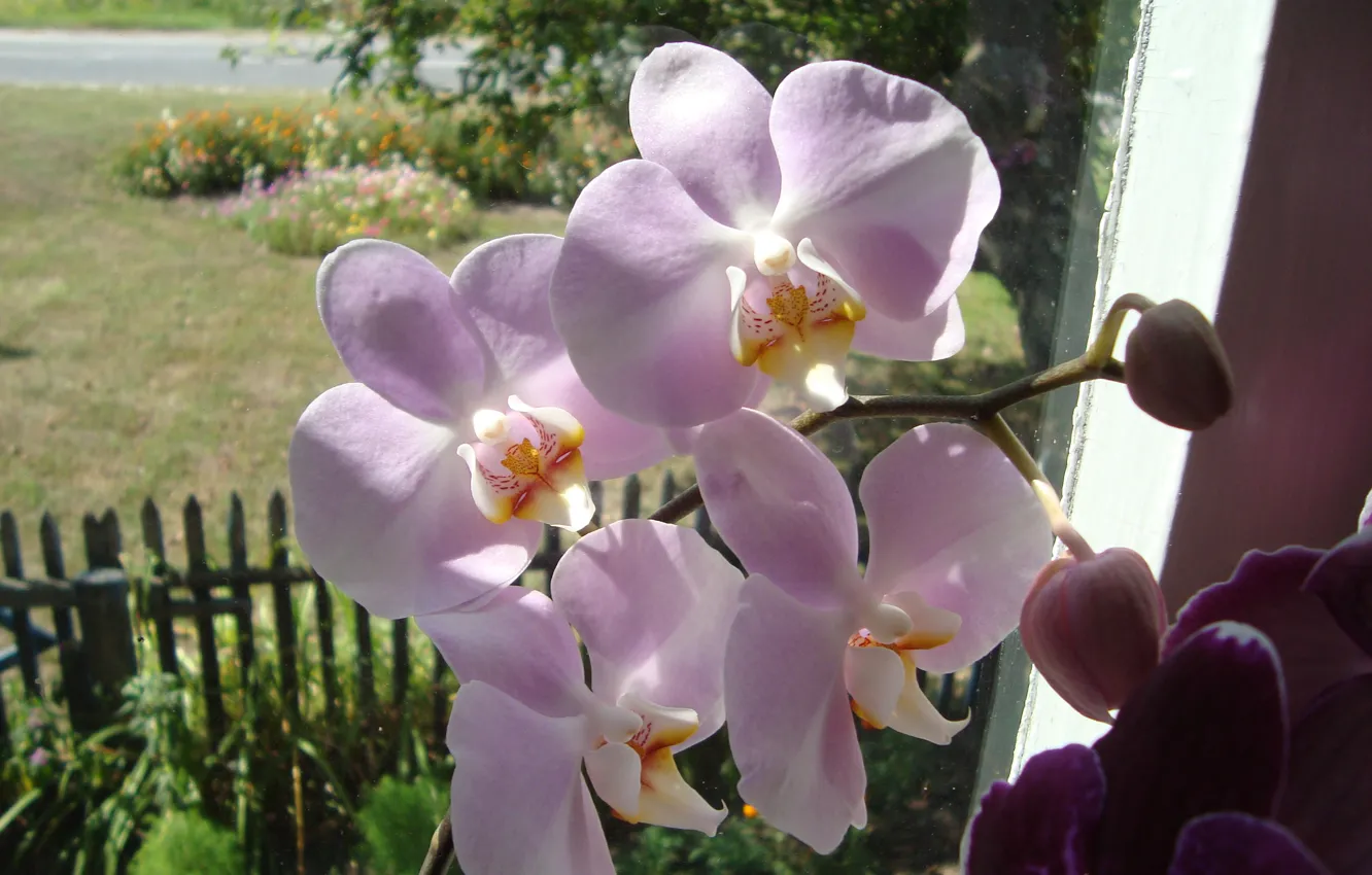 Фото обои цветочки, для настроения, орхидейка
