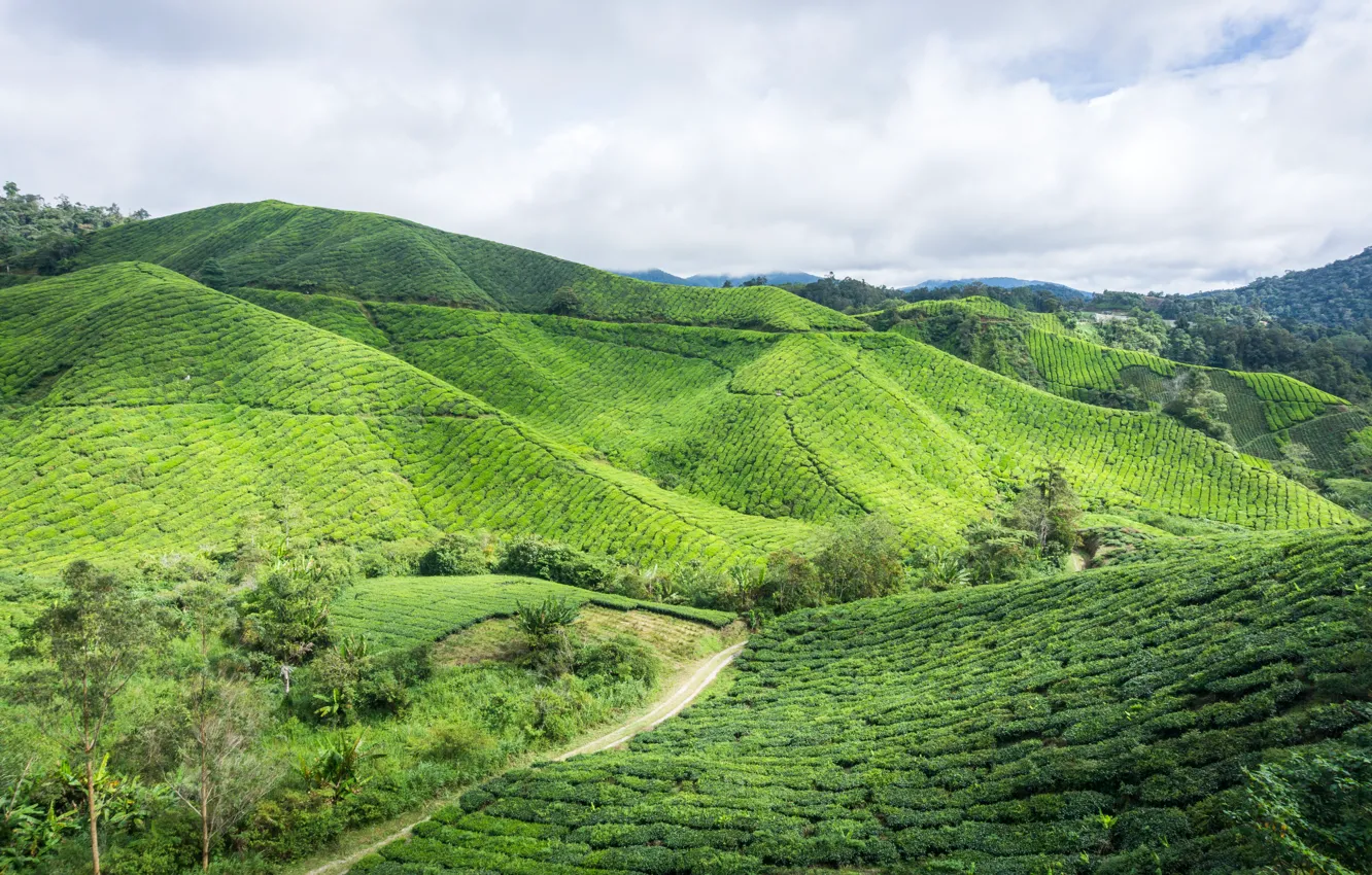 Фото обои green, nature, hill, highland, malaysia, estate, cameron, cameron highland, boh tea plantation, boh tea