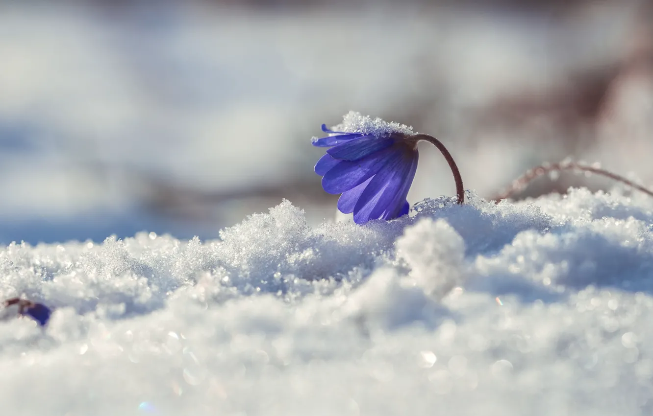 Фото обои макро, снег, весна, первоцвет