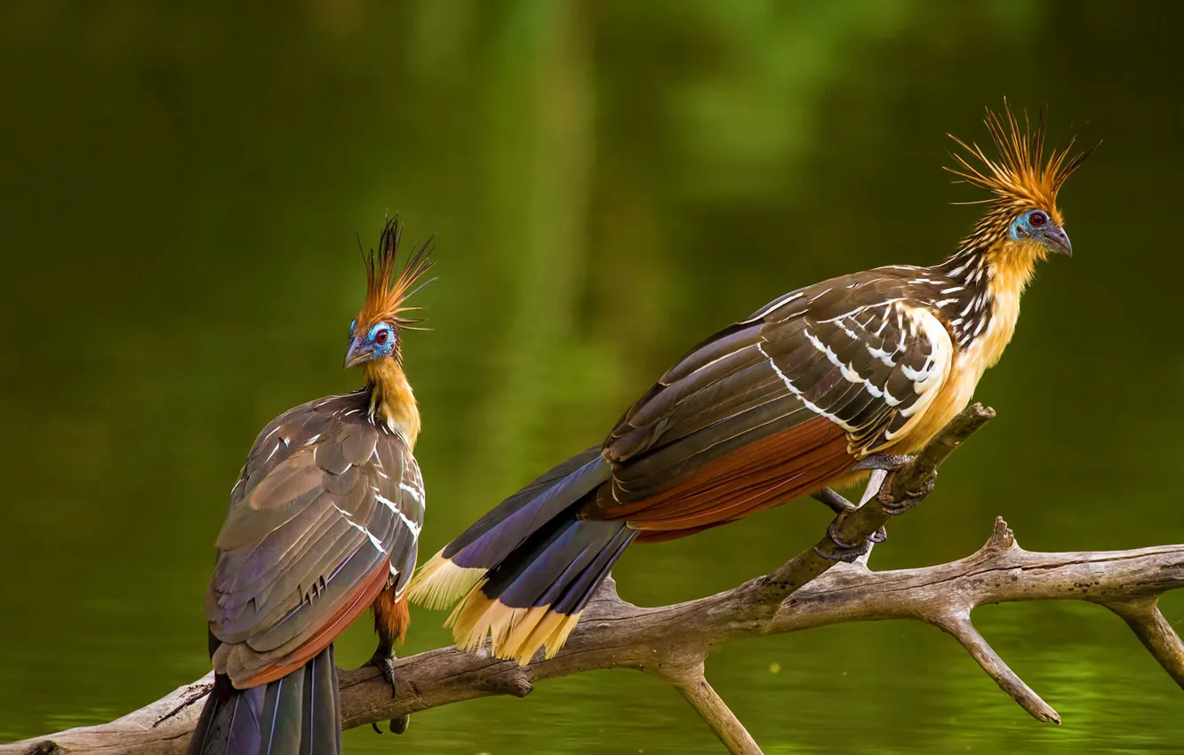 Фото обои птица, Амазония, гоацин
