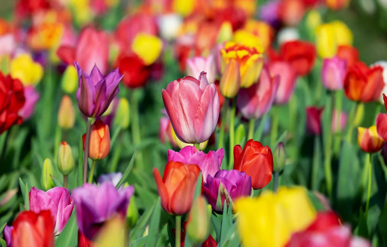 Фото обои зелень, поле, цветы, яркие, позитив, весна, желтые, тюльпаны, красные, бутоны, разноцветные, много, поле тюльпанов