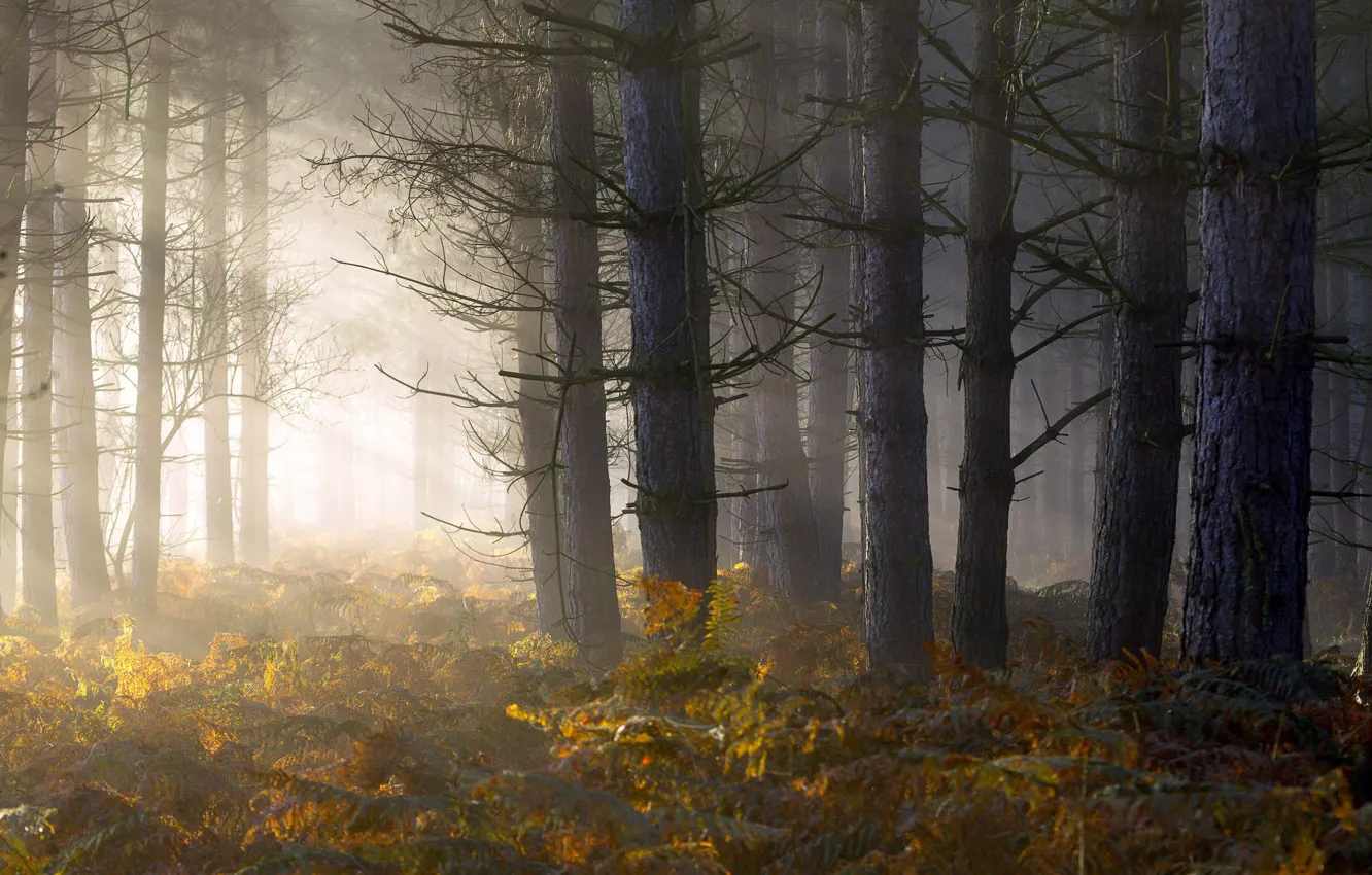 Фото обои лес, свет, туман, утро, папоротник
