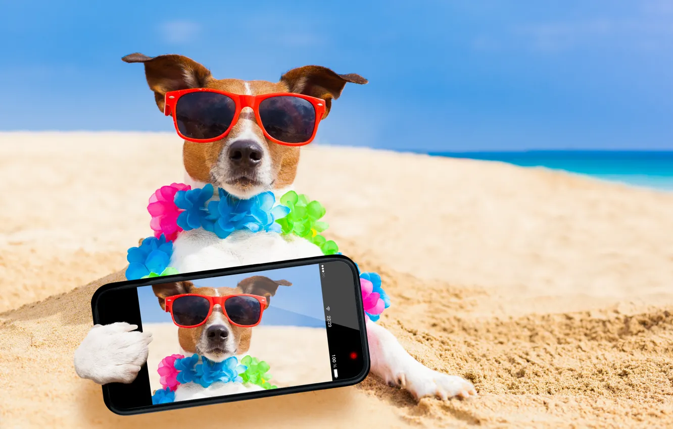 Фото обои песок, море, пляж, солнце, фото, отдых, юмор, очки, боке, смартфон, Джек-рассел-терьер