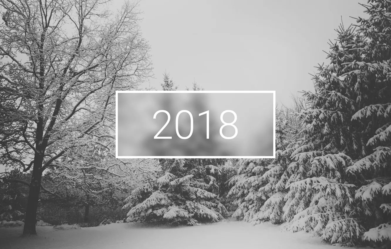 Фото обои wallpaper, white, christmas, new year, trees, winter, snow, minimalistic, 2018