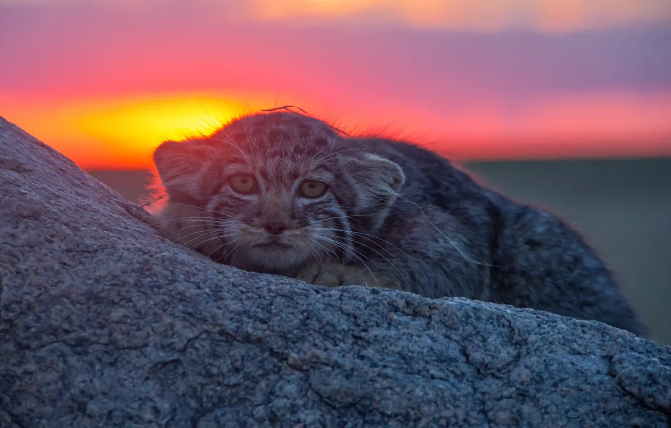 Фото обои взгляд, закат, камень, Манул, дикая кошка