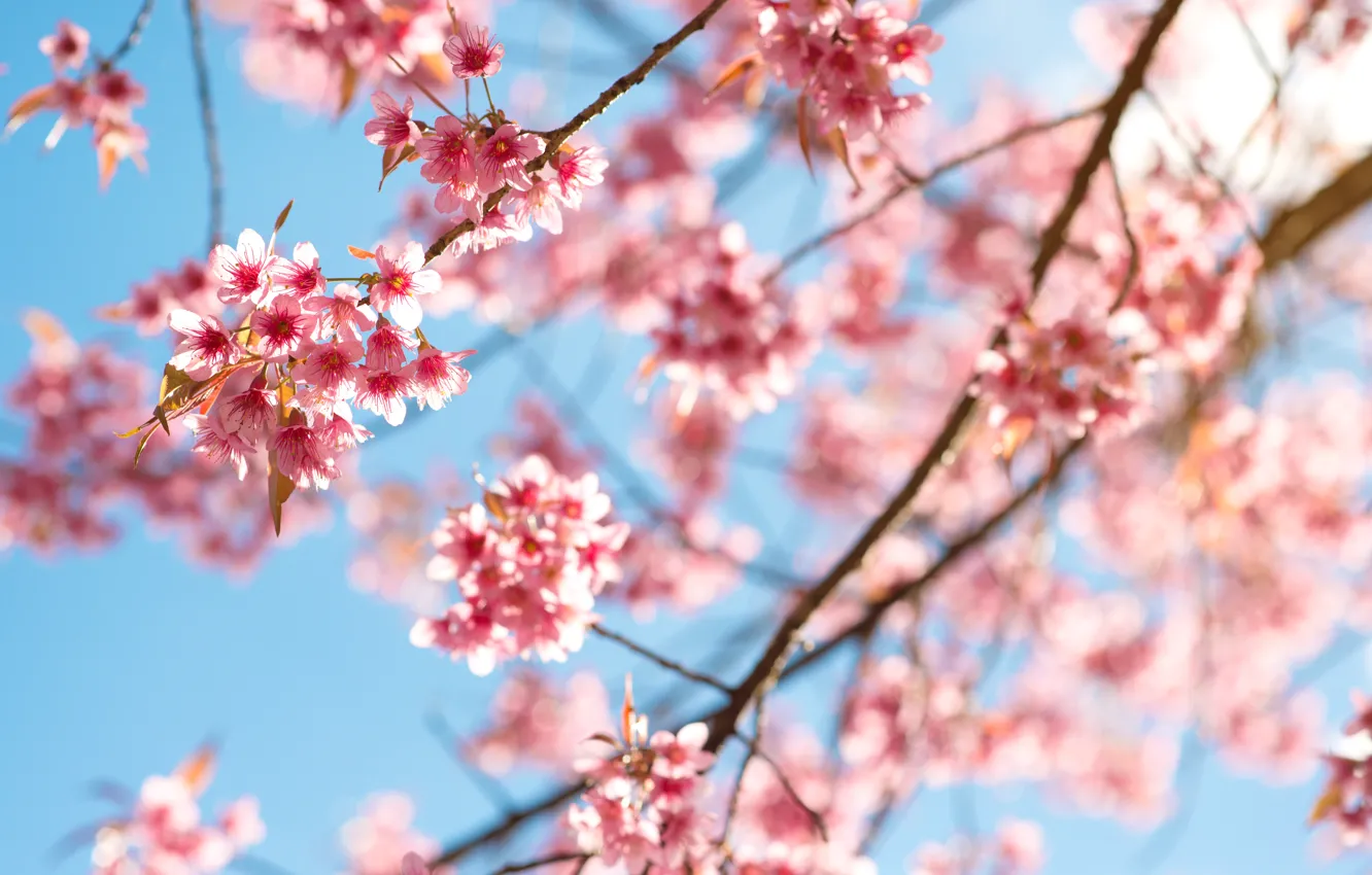 Фото обои небо, ветки, весна, сакура, цветение, pink, blossom, sakura, cherry, spring, bloom