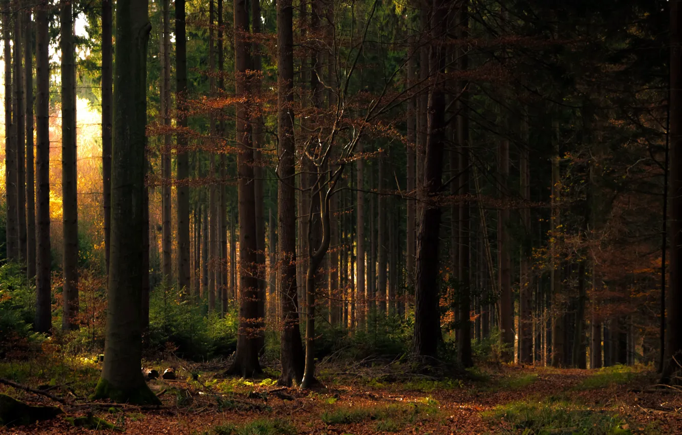Фото обои лес, свет, деревья, фото