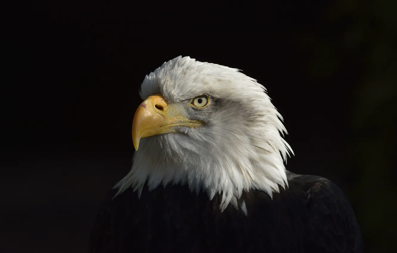 Фото обои Eagle, Black, White, American, Сoat of arms