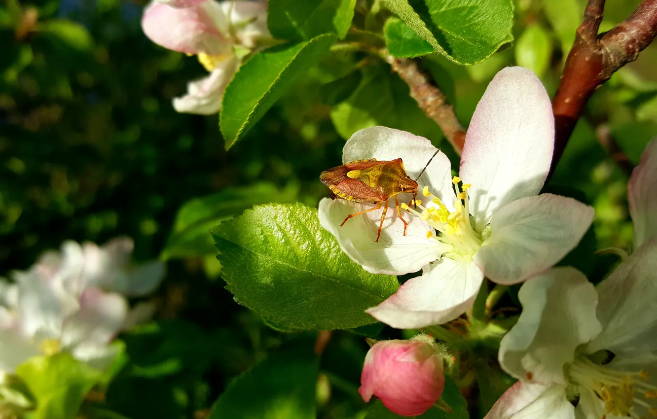 Фото обои Весна, Цветение, Цвет яблони