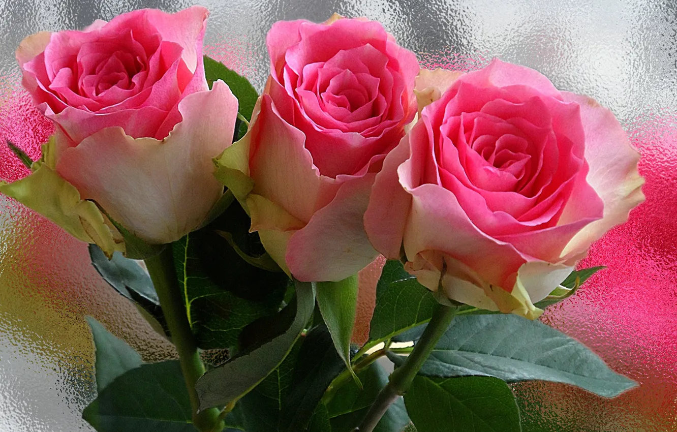 Фото обои капли, цветы, роса, нежность, роза, розы, красота, лепестки, бутон, красиво, красивая, нежно, винтаж