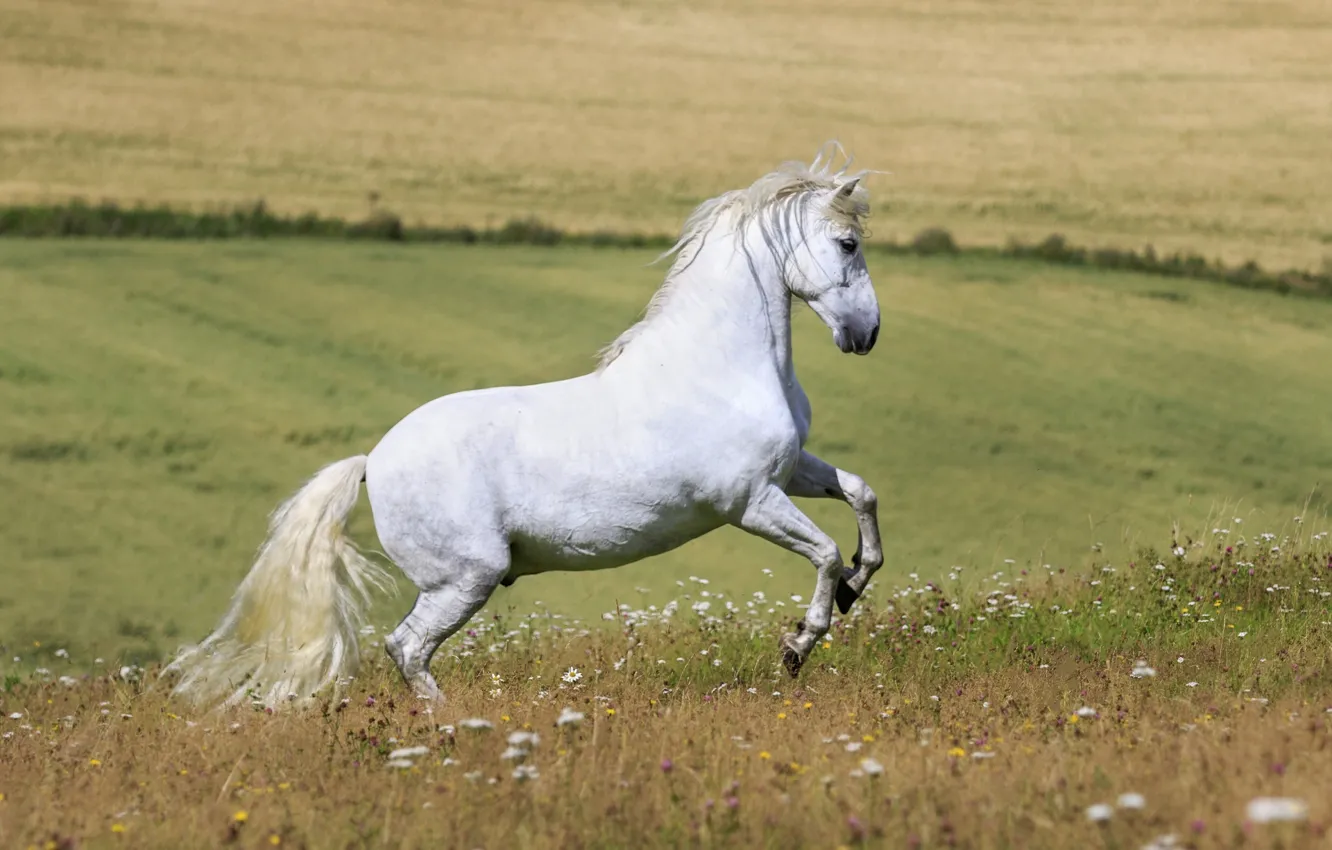 Фото обои белый, лето, цветы, конь, лошадь, жеребец, луг, простор, грация, профиль