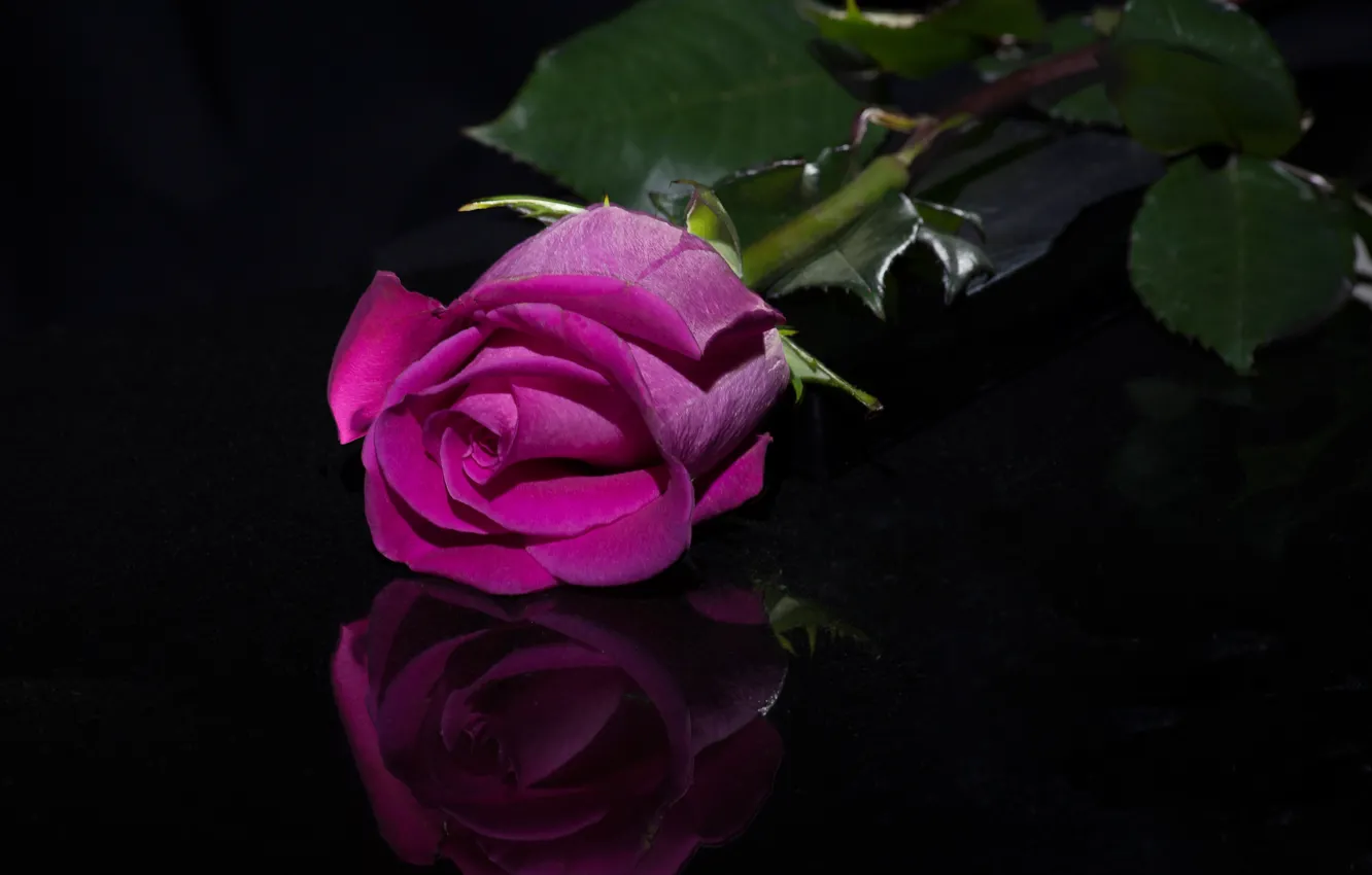 Фото обои отражение, роза, бутон, чёрный фон