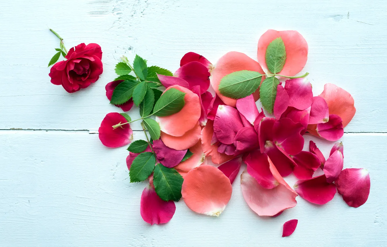 Фото обои лепестки, pink, petals, roses, розовые розы