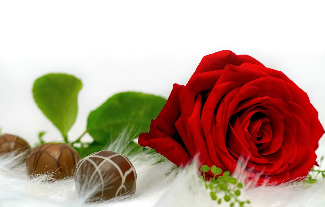 Фото обои цветок, роза, бутон, конфеты