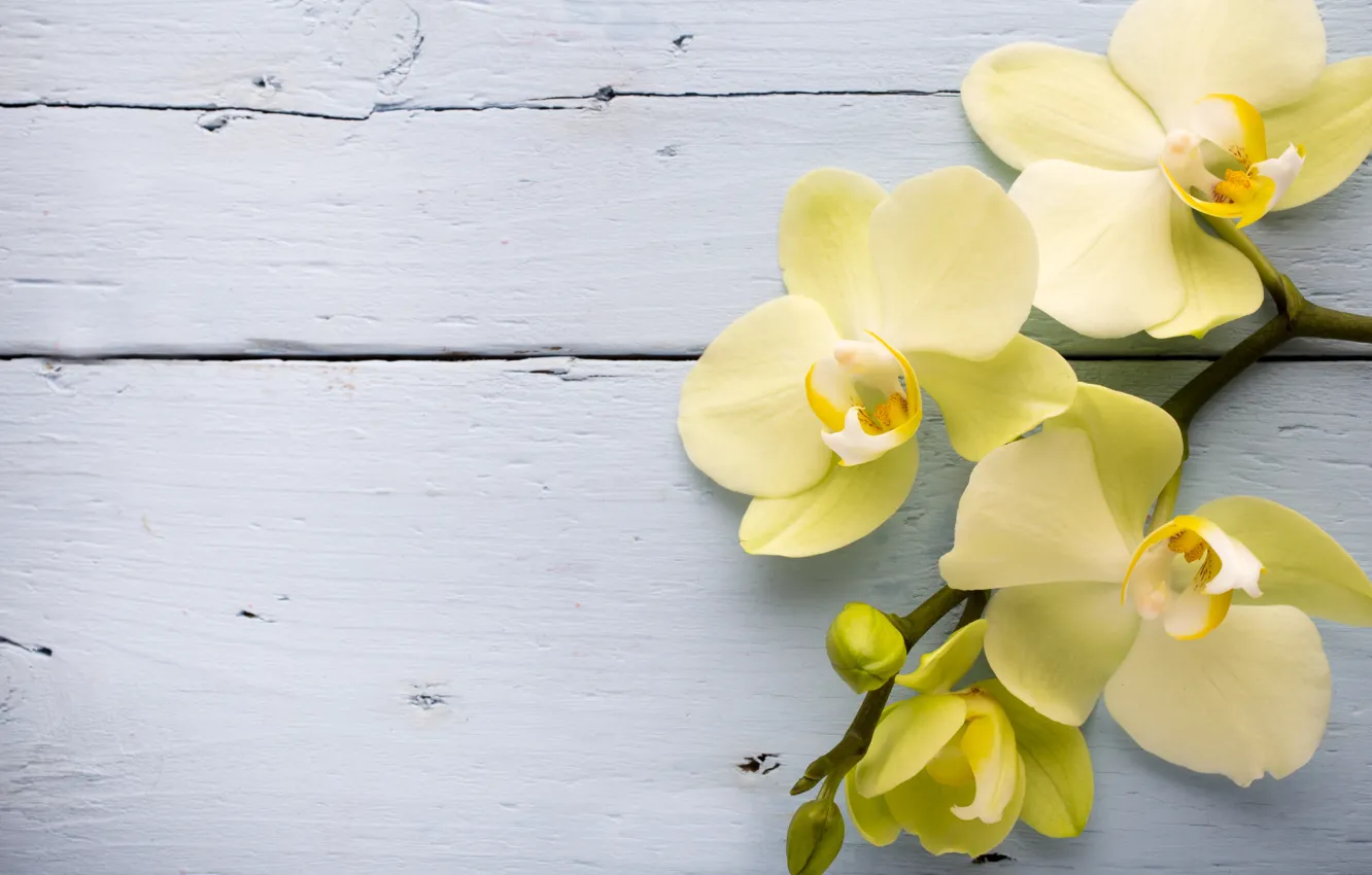 Фото обои yellow, орхидея, flowers, orchid