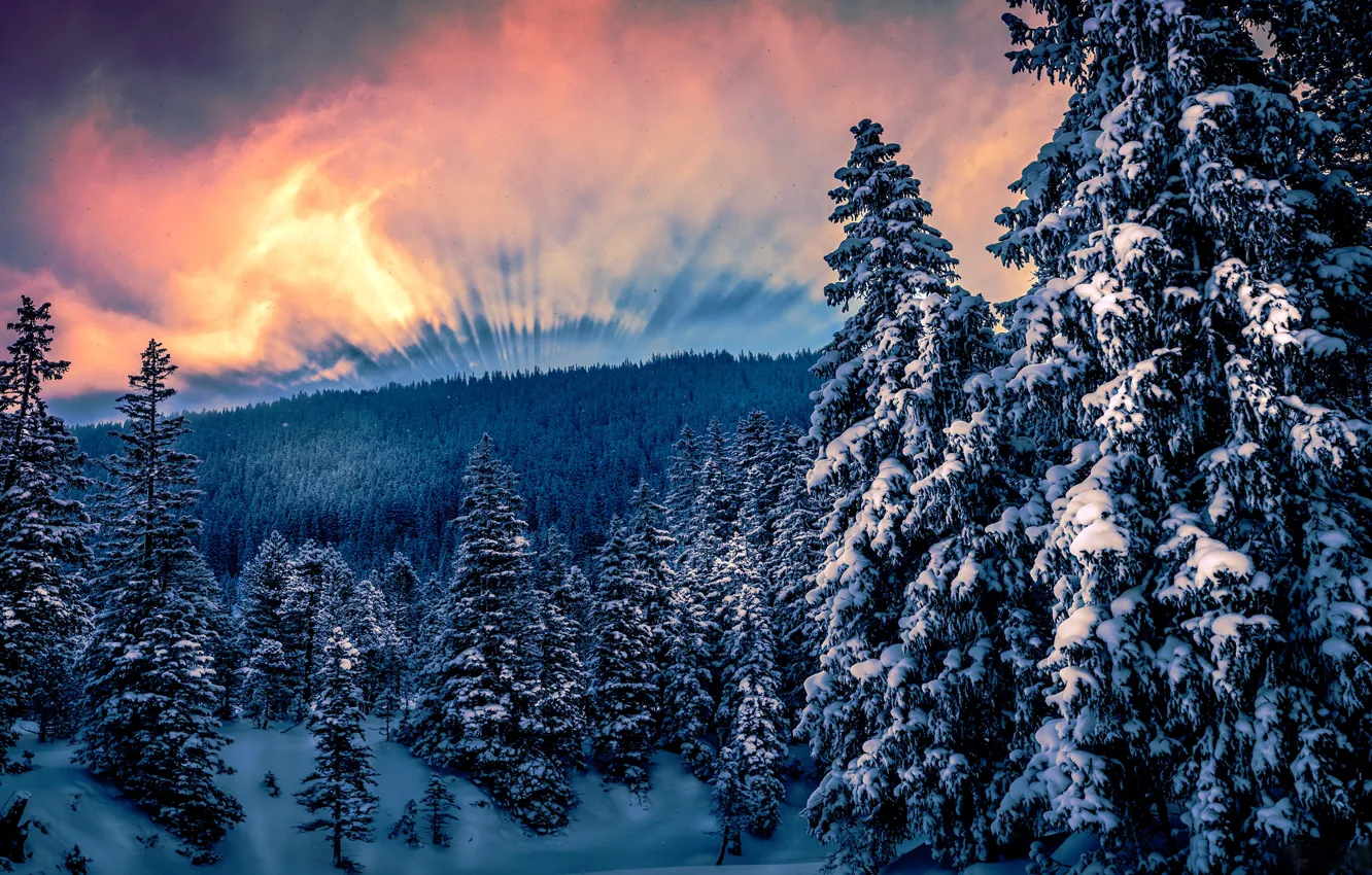 Фото обои зима, лес, солнце, облака, снег, деревья, горы, ели