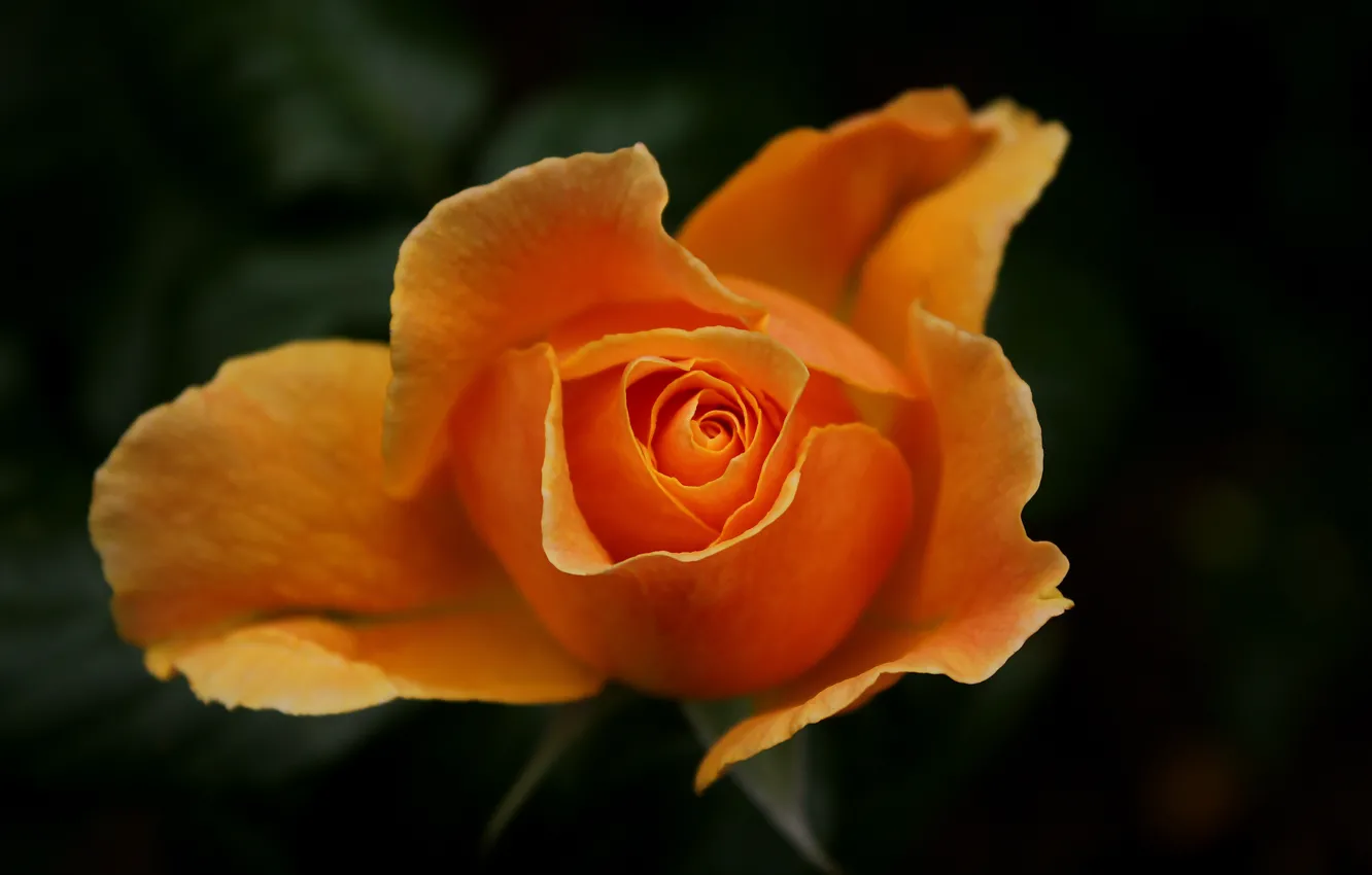 Фото обои Макро, Боке, Bokeh, Macro, Yellow rose, Жёлтая роза