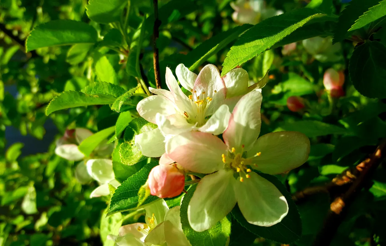 Фото обои Весна, Цветение, Цвет яблони, Цветение яблони