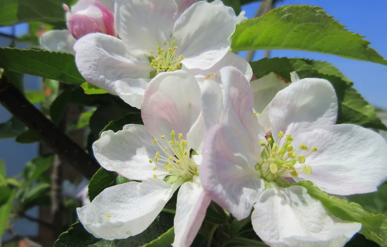 Фото обои цветы, яблоня, цветение, весна 2018, Meduzanol ©
