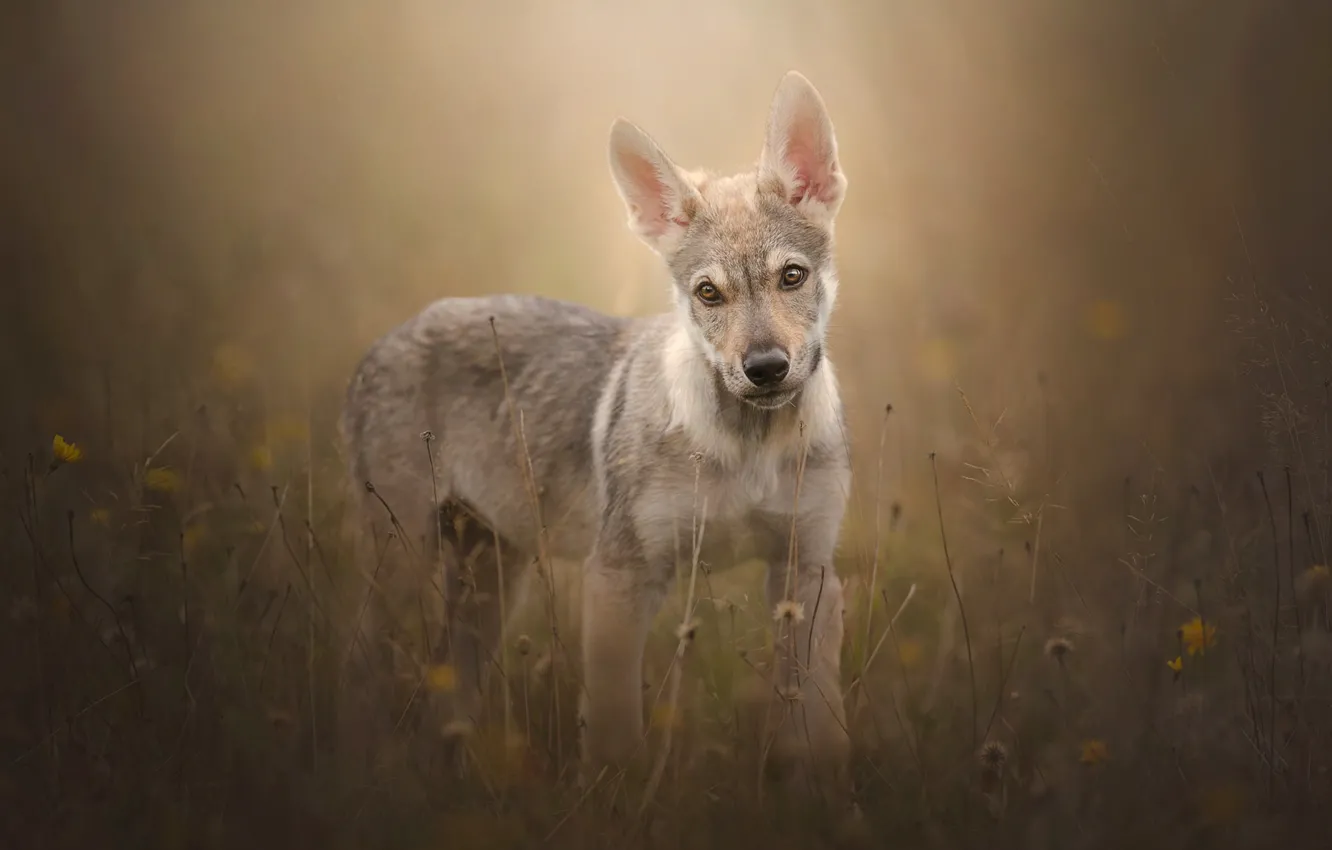 чехословацкая волчья собака щенок 5 месяцев