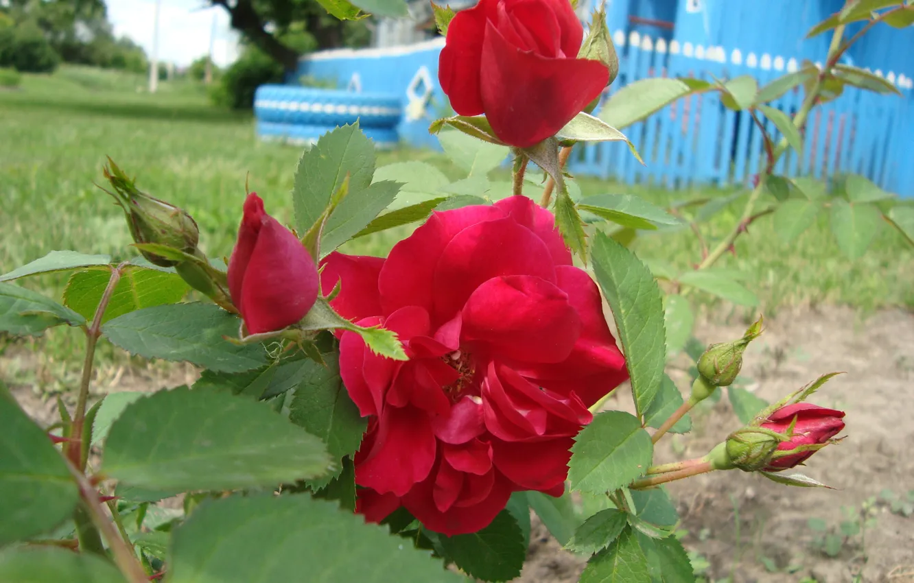 Фото обои розы, май, воспоминания о весне