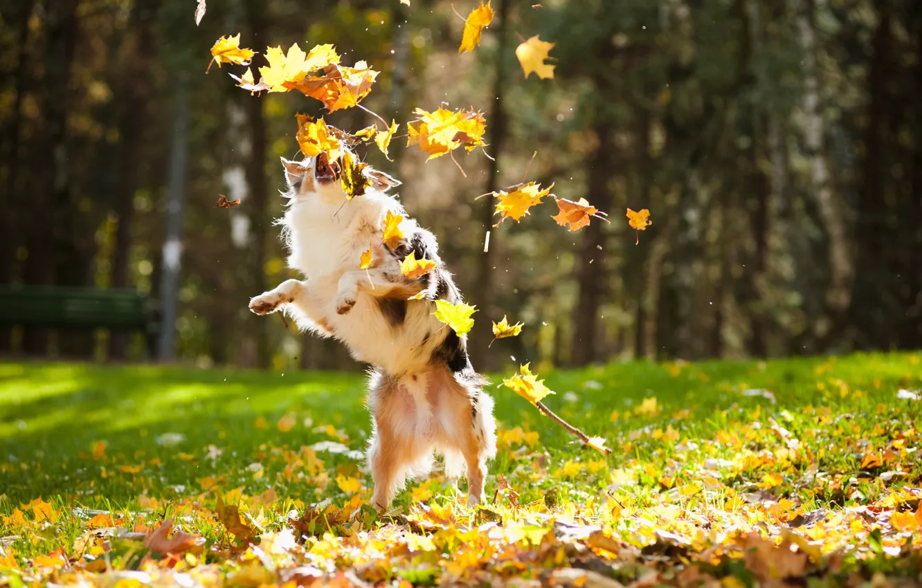 Фото обои осень, листья, собака, пес, клен, блюр