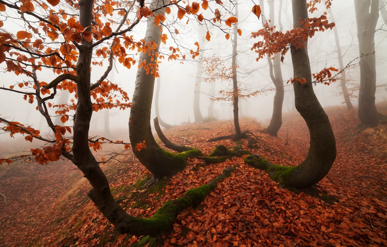 Фото обои осень, лес, деревья, природа, дымка