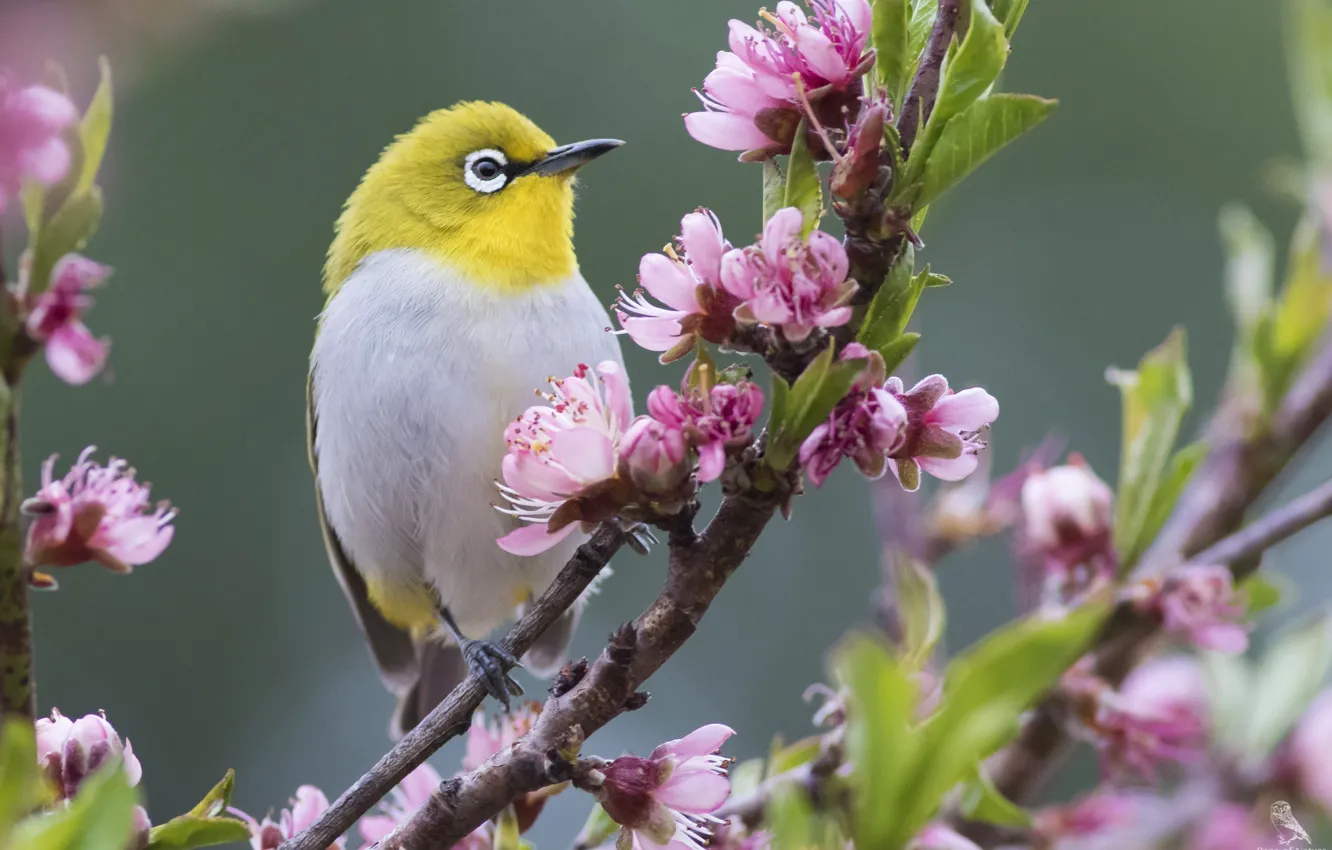 Фото обои цветы, природа, птица, ветка, весна, белоглазка, белый глаз, white-eye