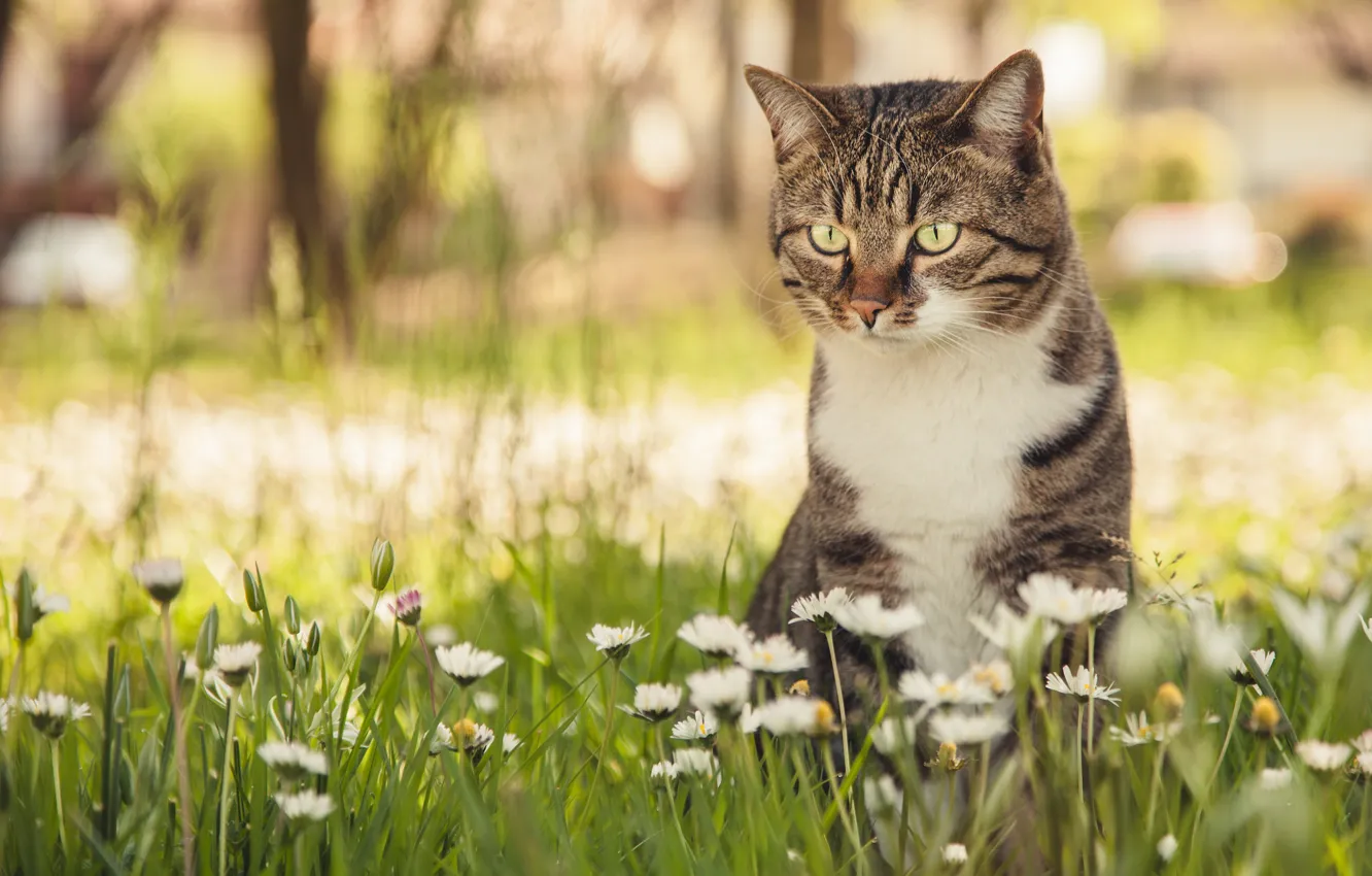 Фото обои кошка, кот, цветы, боке, маргаритки
