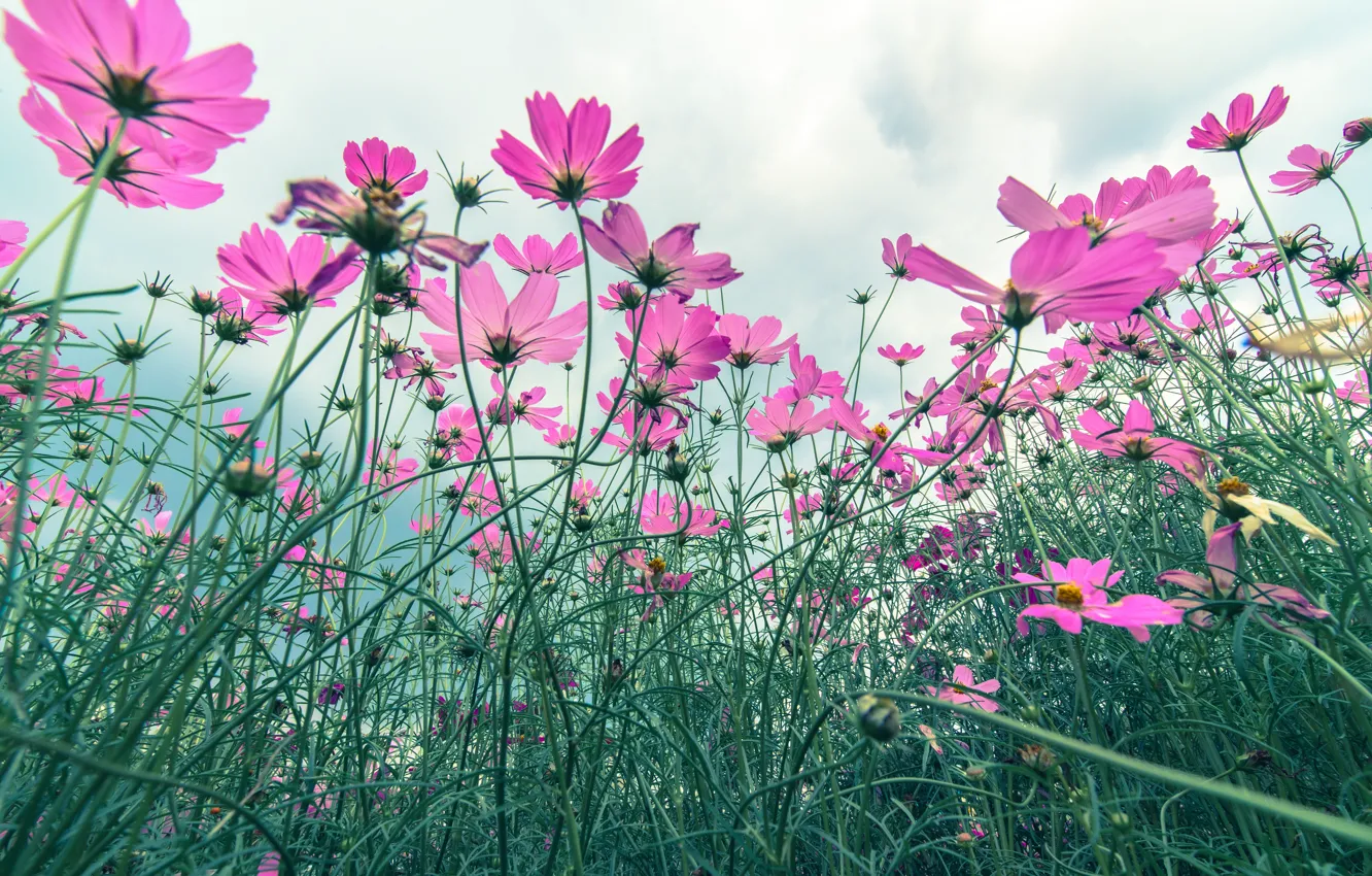 Фото обои поле, лето, цветы, summer, розовые, field, pink, flowers, cosmos