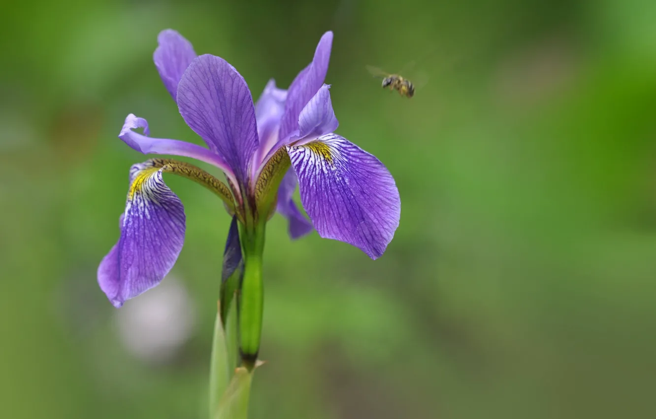 Фото обои макро, природа, пчела, лепестки, ирис