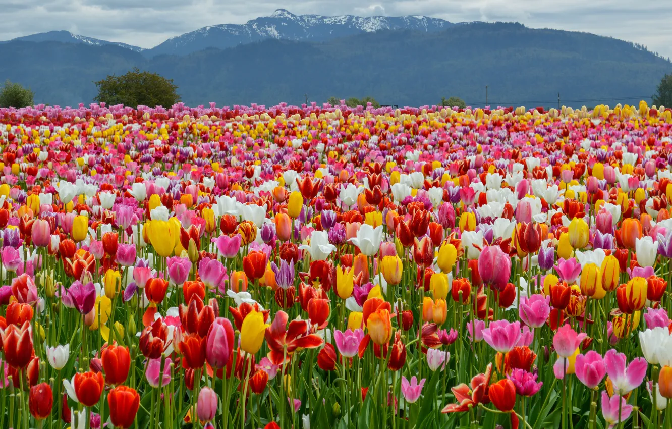  , , , , , Spring, Mountains, Colors,  Tulips, Field    ,   - 