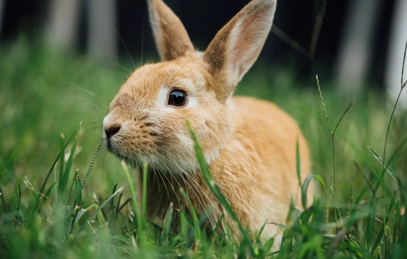 Фото обои трава, кролик, ушки